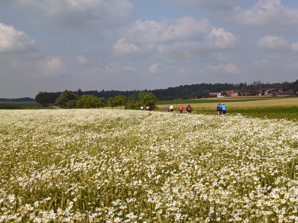 104.jpg - Getreidefeld voller Kamille