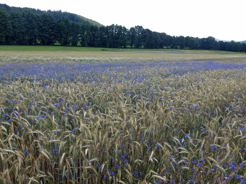 125.jpg - Hier gibt es noch Kornblumen