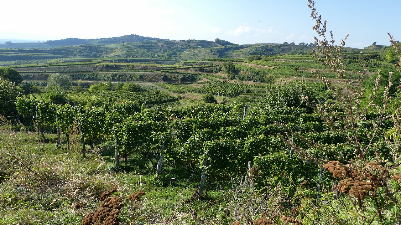 kaiserstuhlpfad_00024.jpg